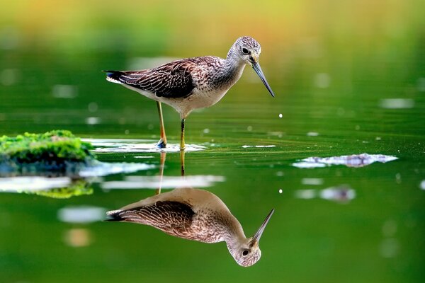 Aves del bosque en busca de comida