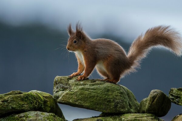 Redhead Squirrel si siede su una roccia