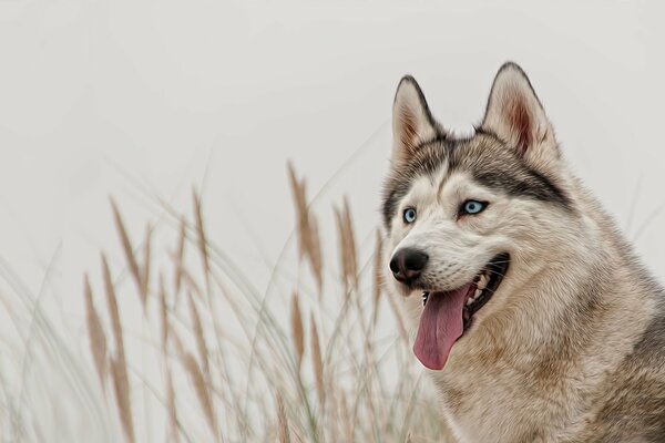 Husky is the best blue-eyed friend