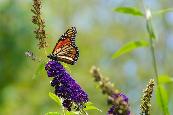 Mariposa en el fondo de la naturaleza en verano