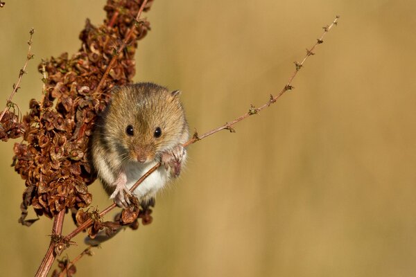 Mysz polna na gałęzi rośliny