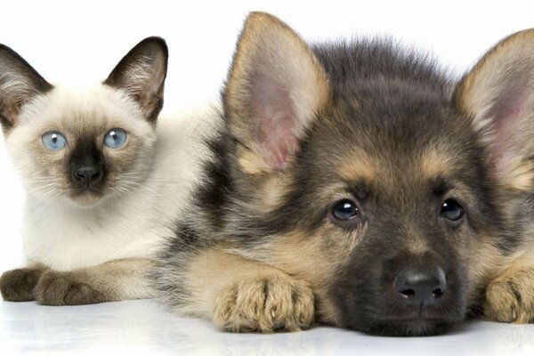 A small German shepherd and a Siamese kitten