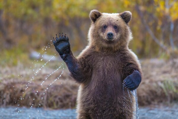 Мидведь приветствует лапкой в воде