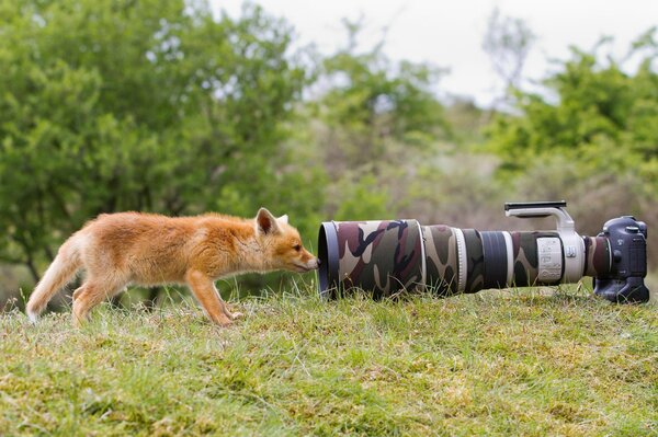 Fox on the grass next to the lens