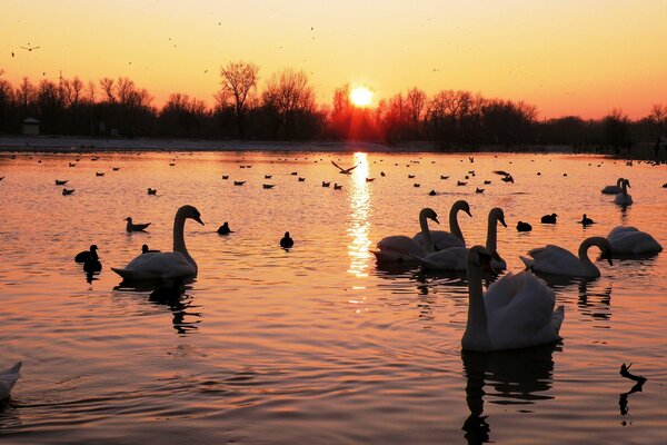 Lago, bandada de cisnes, puesta de sol