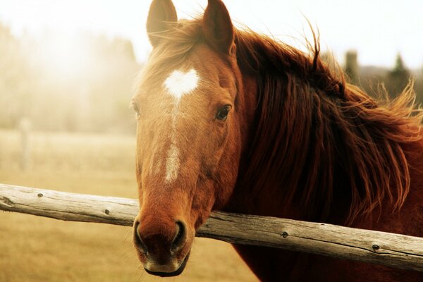 Bel cavallo all alba