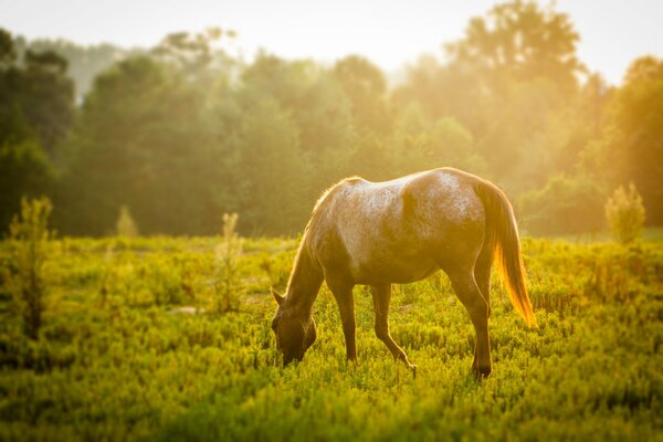 Koń pasący się na łące z zieloną trawą