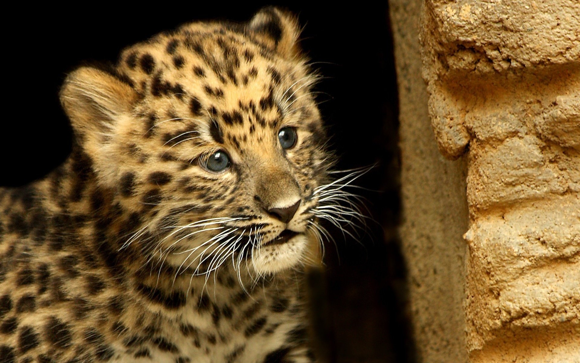 animals leopard spots mustache look muzzle background wallpaper