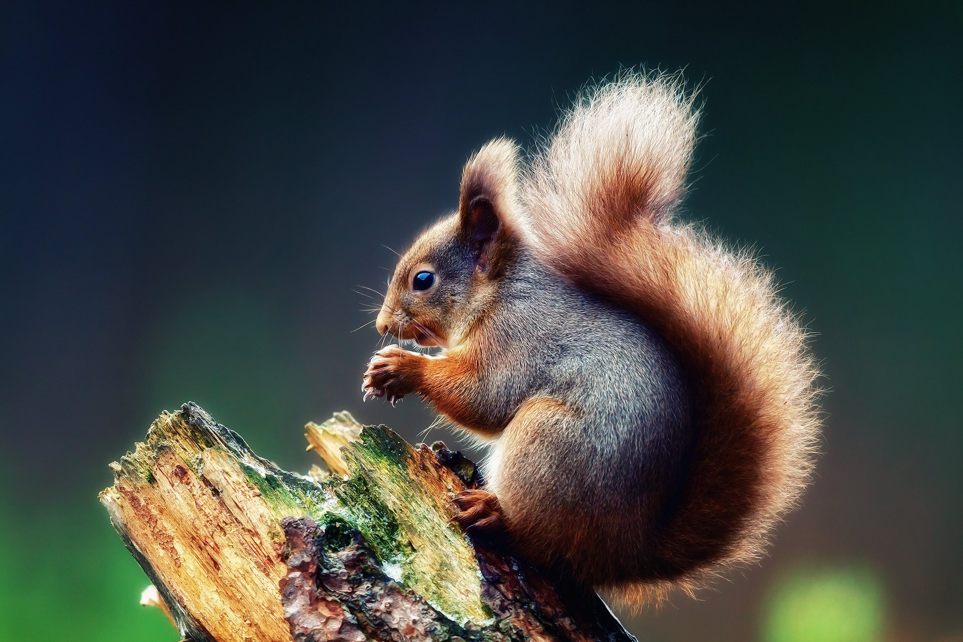 eichhörnchen eichhörnchen baum