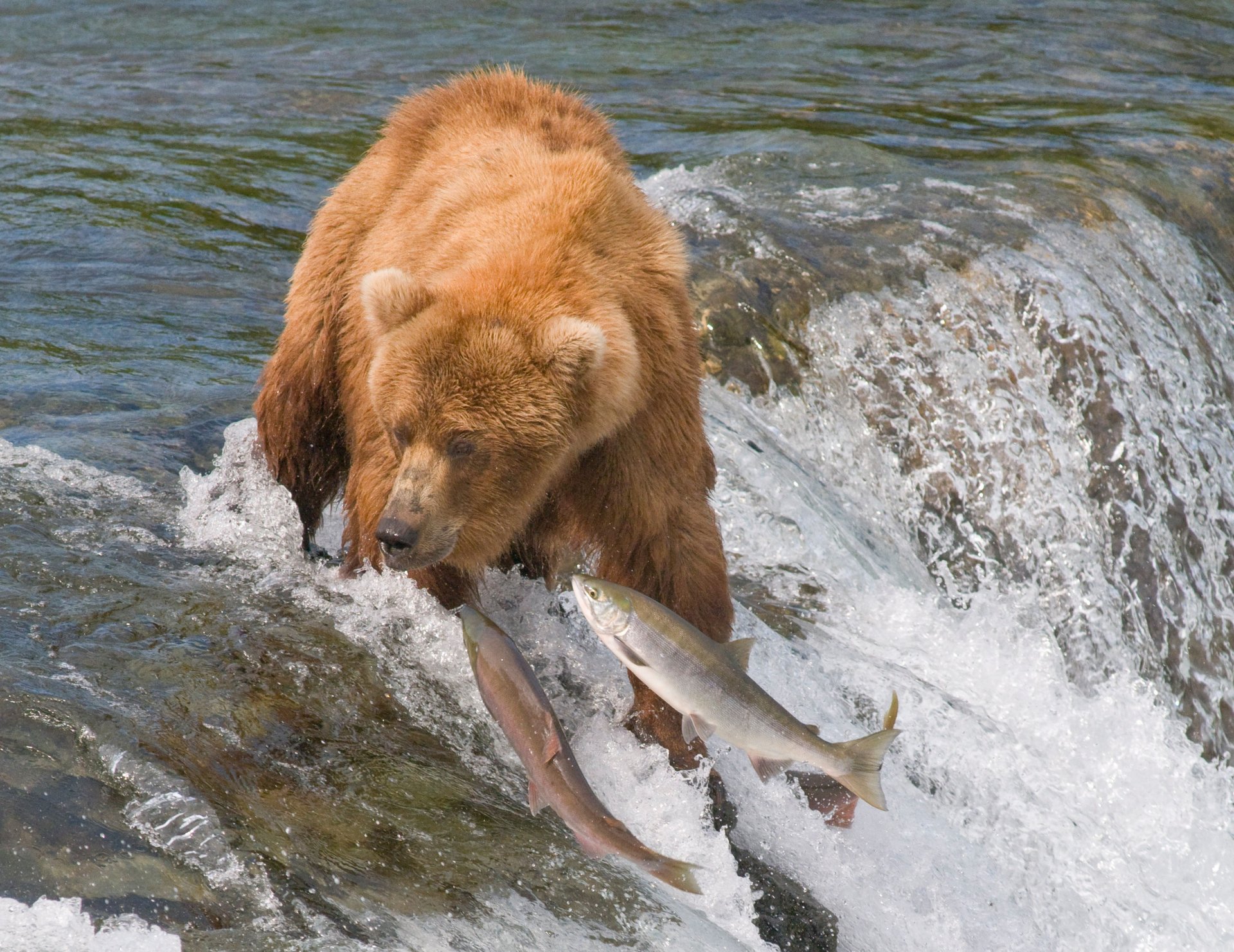 water bear fish river fishing grizzly salmon hunt