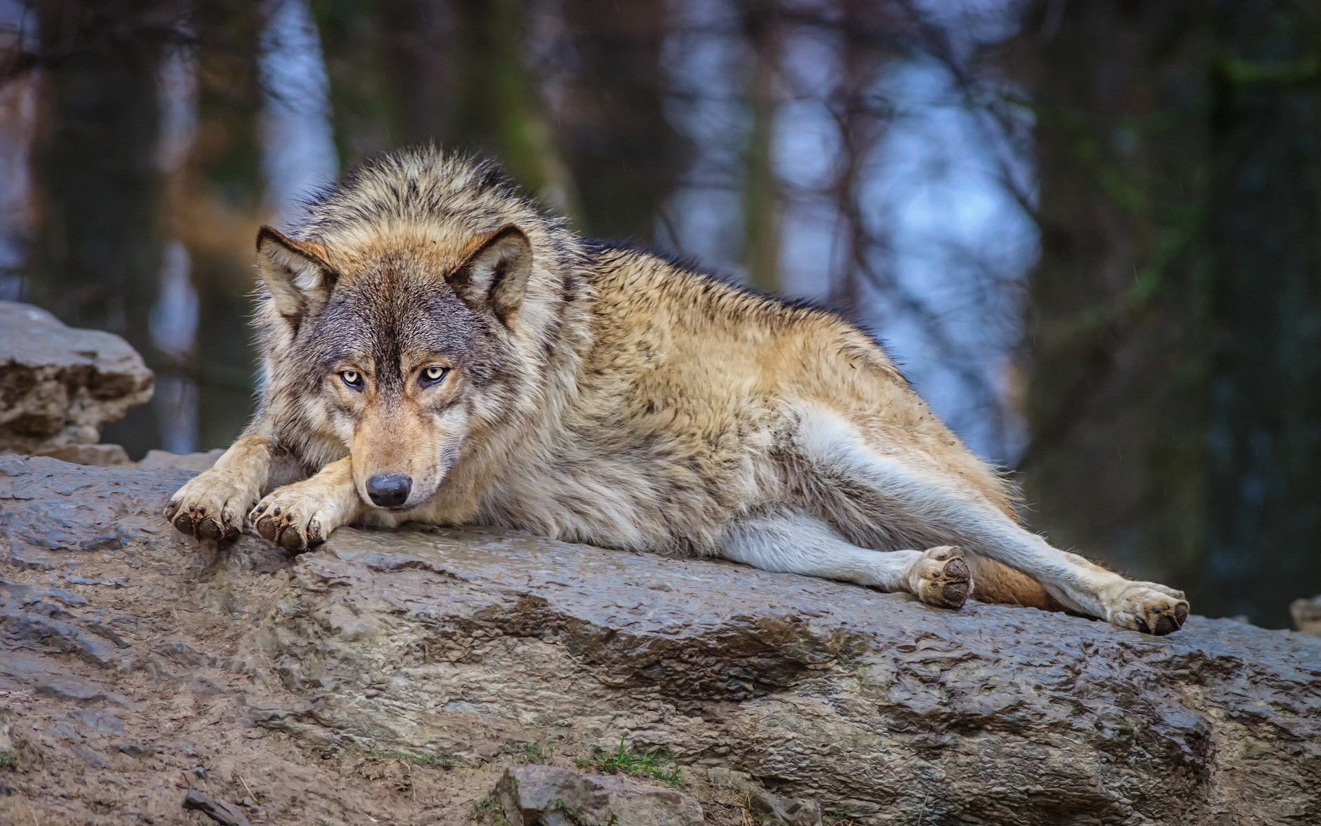 lupo natura foresta