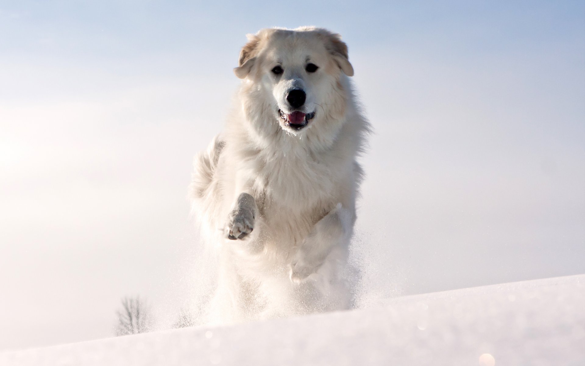 animal perro blanco orejas hocico corriendo patas lana nieve invierno frío