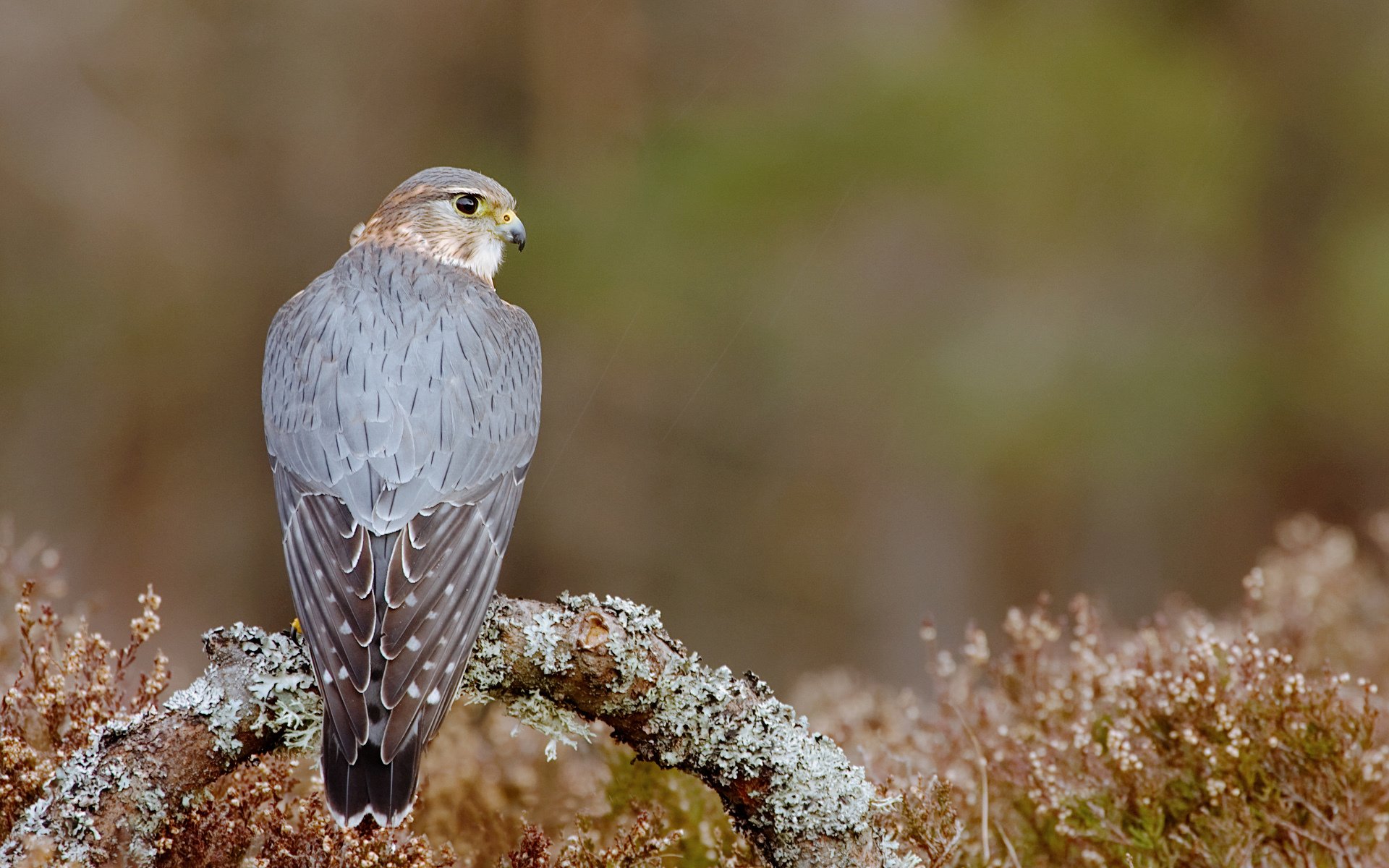 uccello predatore falco seduto ramo