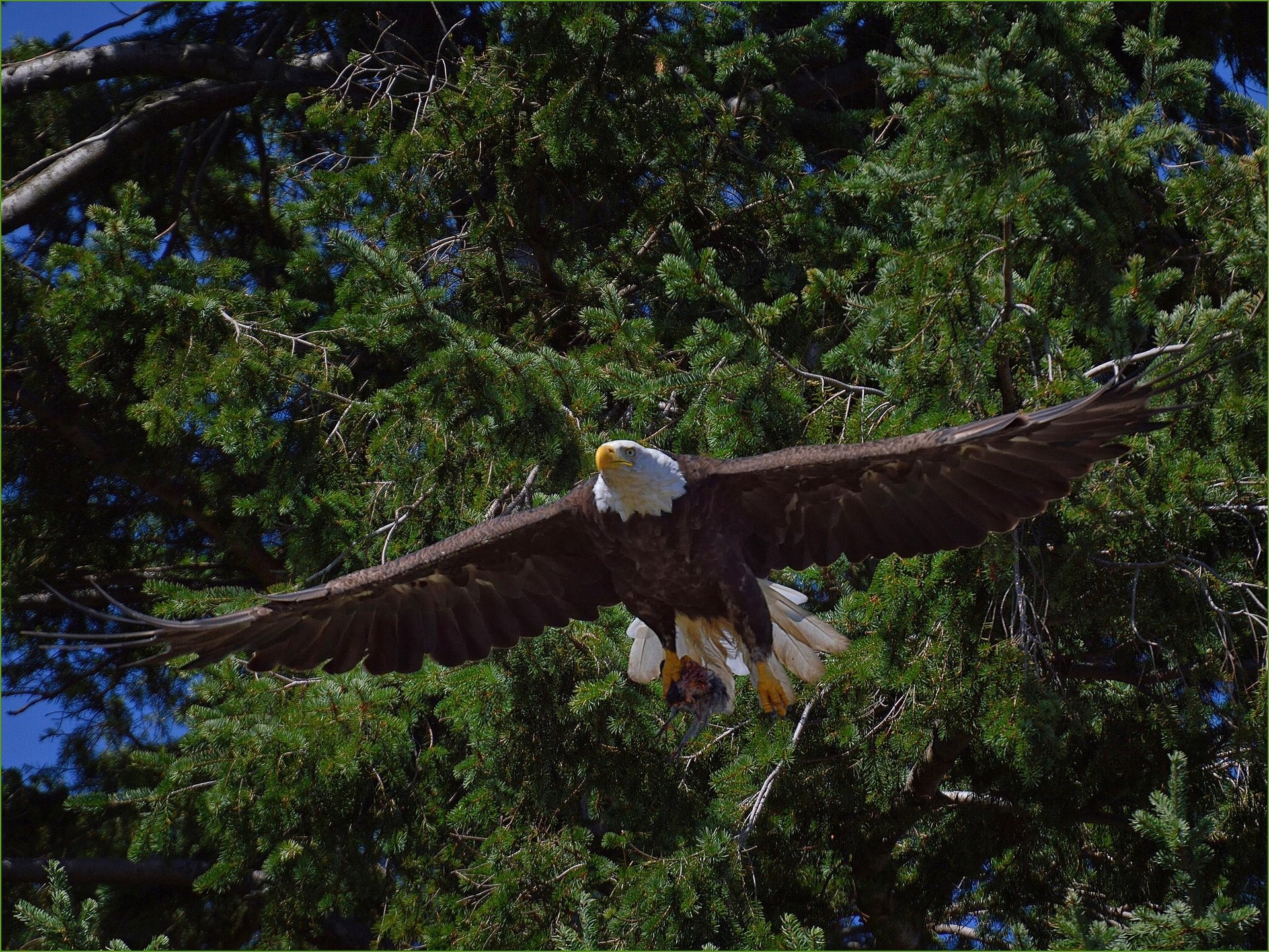 águila calva pájaro árboles depredador