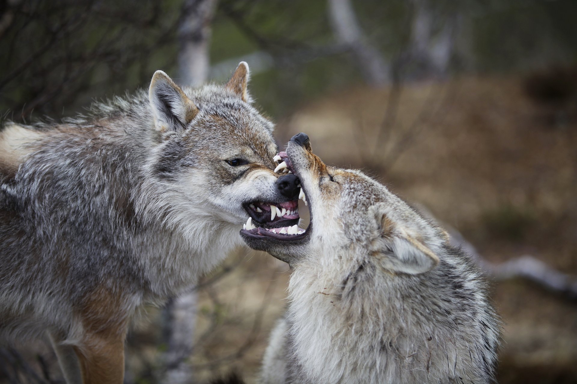 евразийские европейские обыкновенные волки canis lupus lupus раздражение острастка норвегия