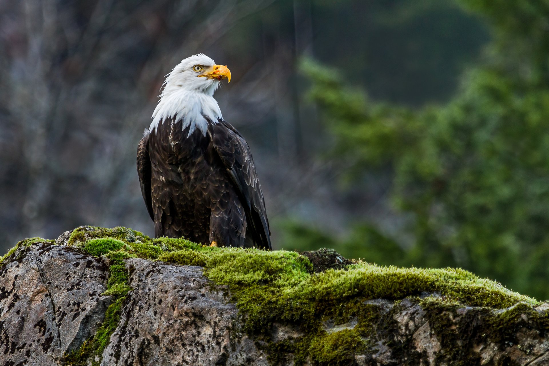 aquila calva uccello predatore