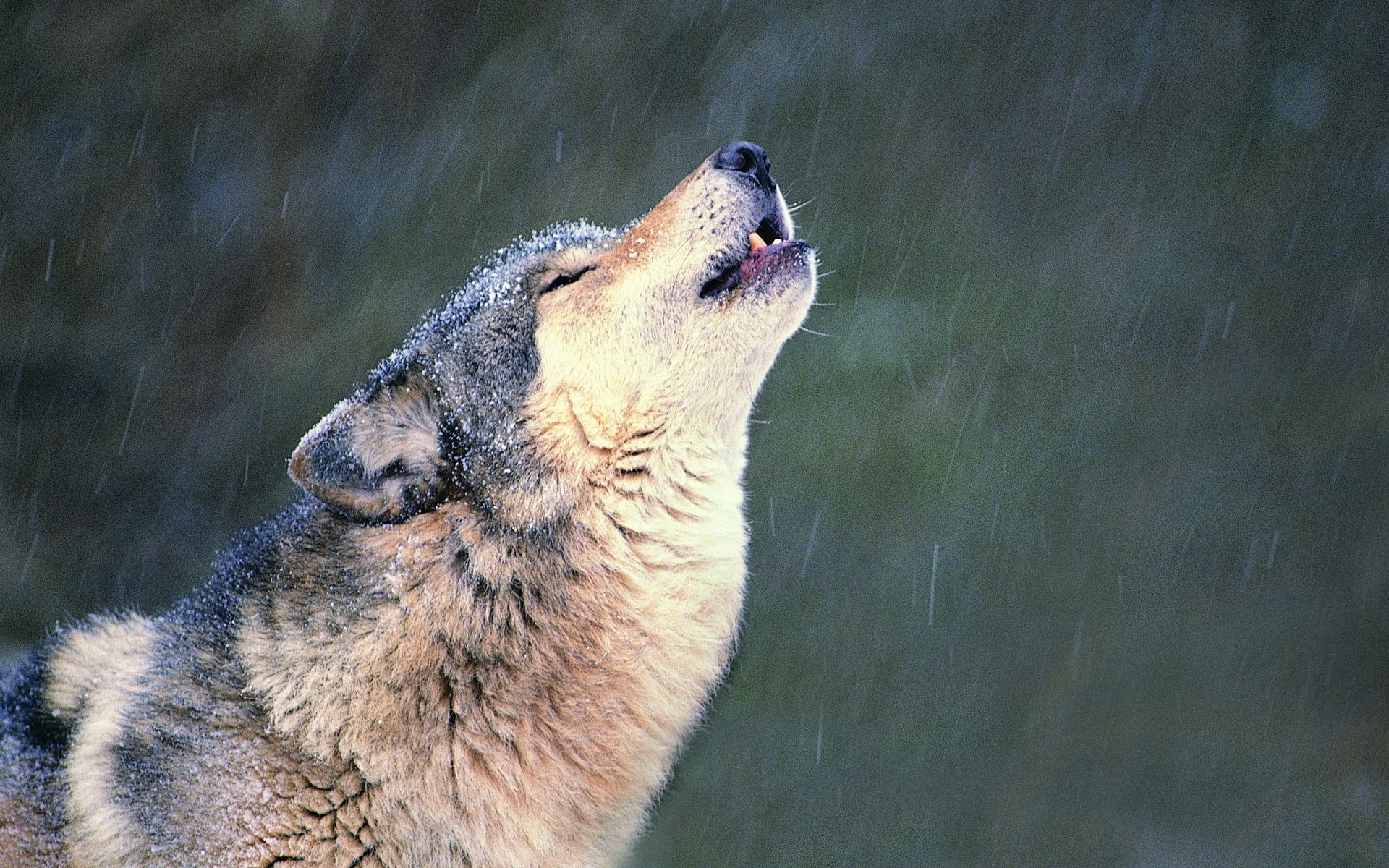 lobo aullido nieve soledad