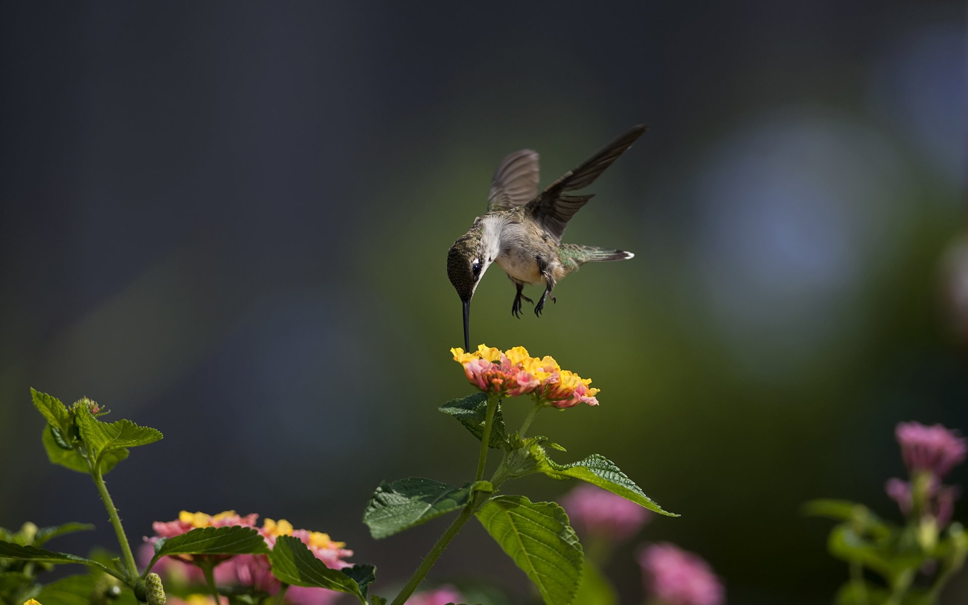 macro pájaro colibrí flores soleado