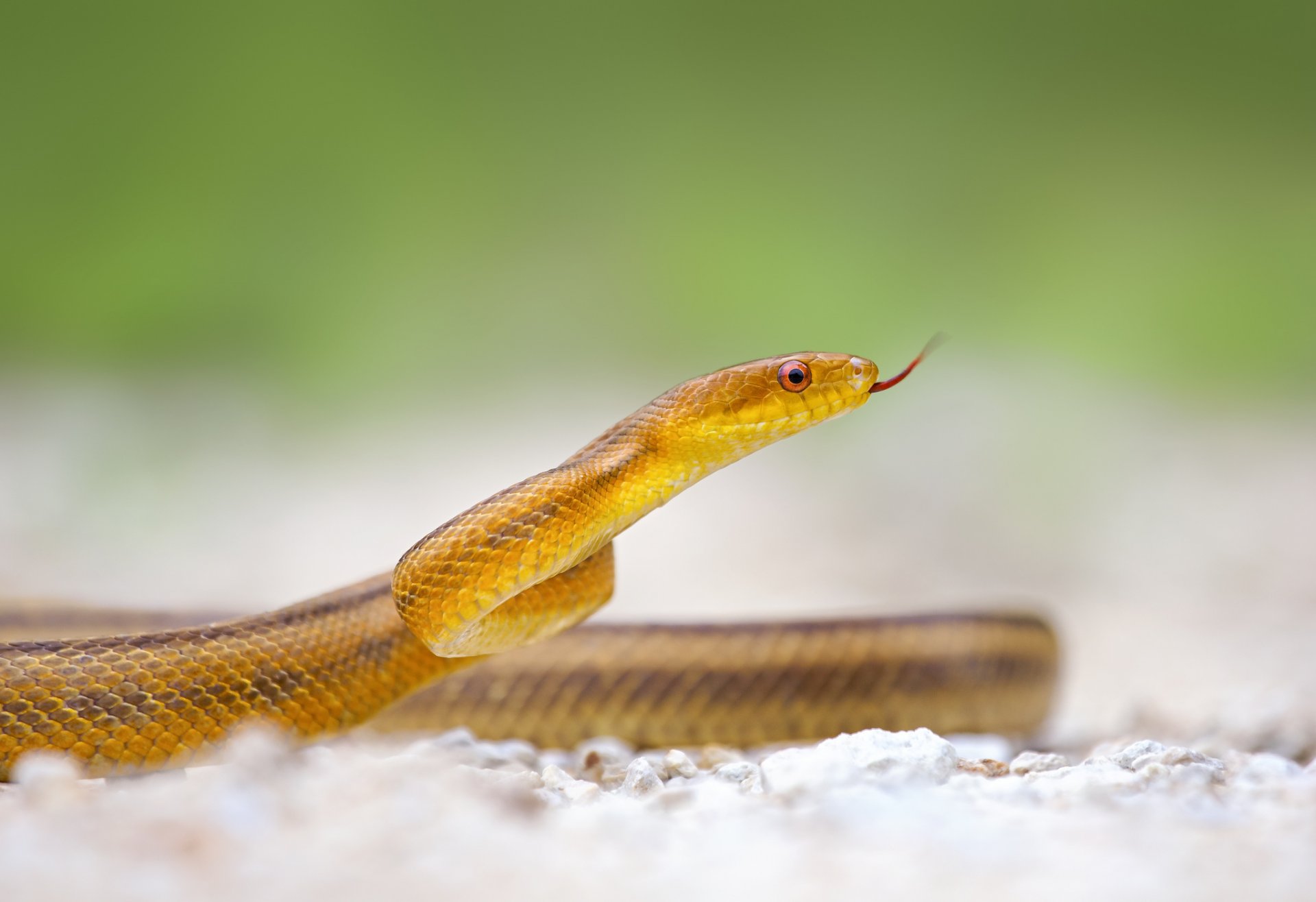 serpiente lengua macro