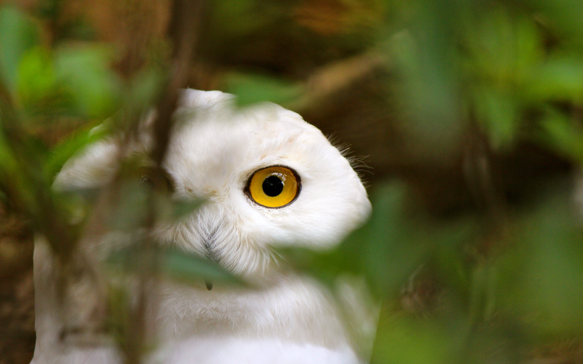 oiseau hibou blanc verdure furtivement