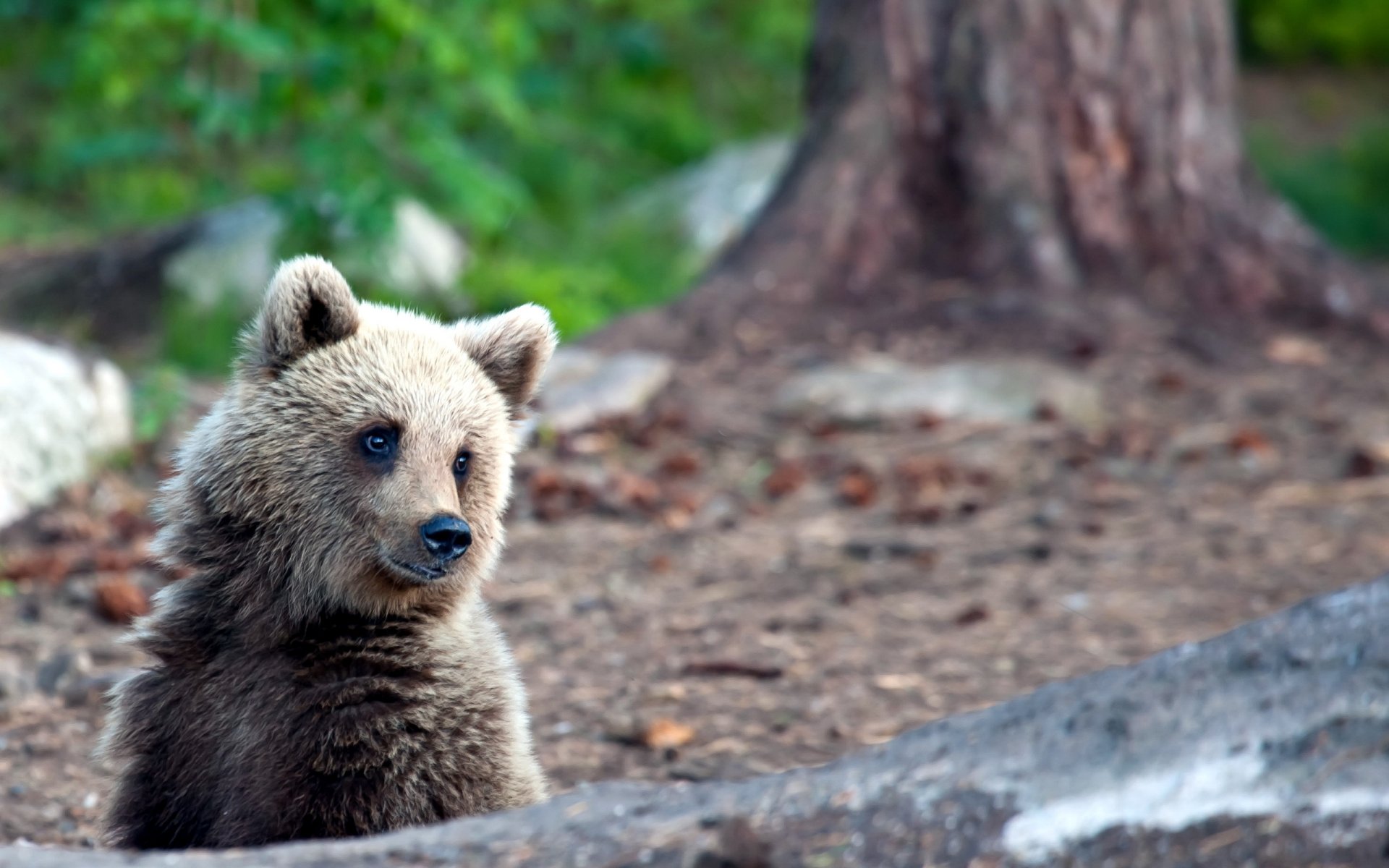 bear nature summer