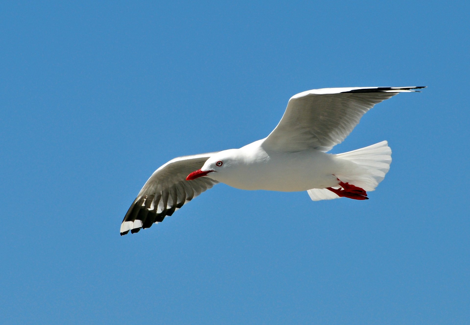 gabbiano uccello ali sbattere volo cielo