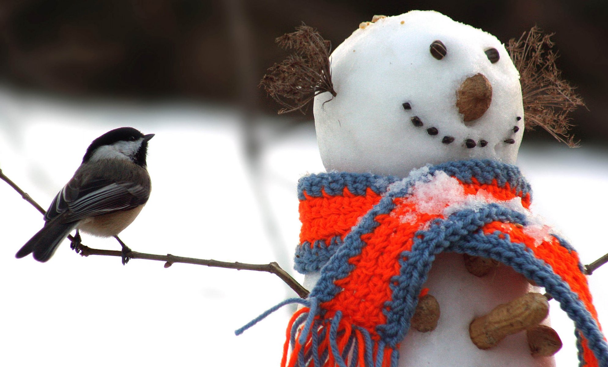 now winter snowman scarf poultry tit branches nuts peanut