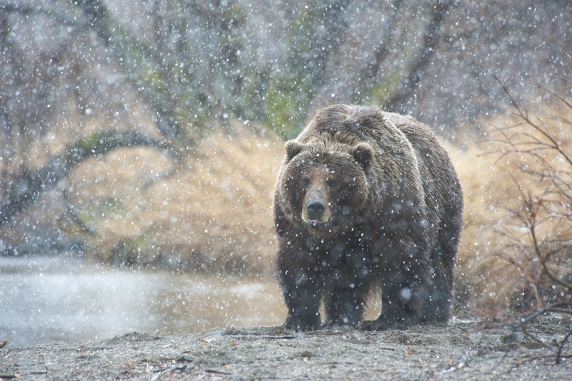 ours neige kamtchatka