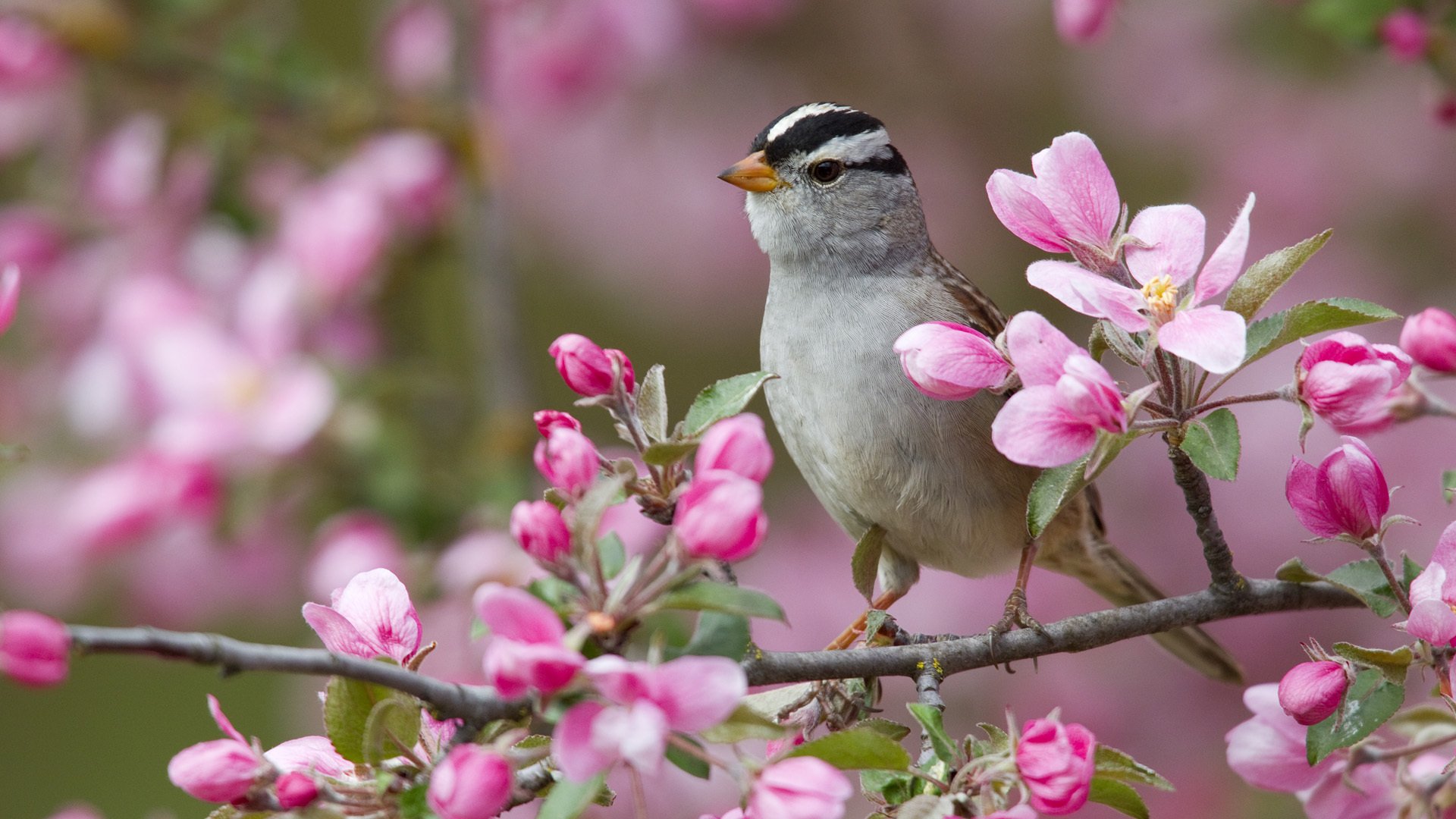 poultry flower branch white-headed bunting sparrow