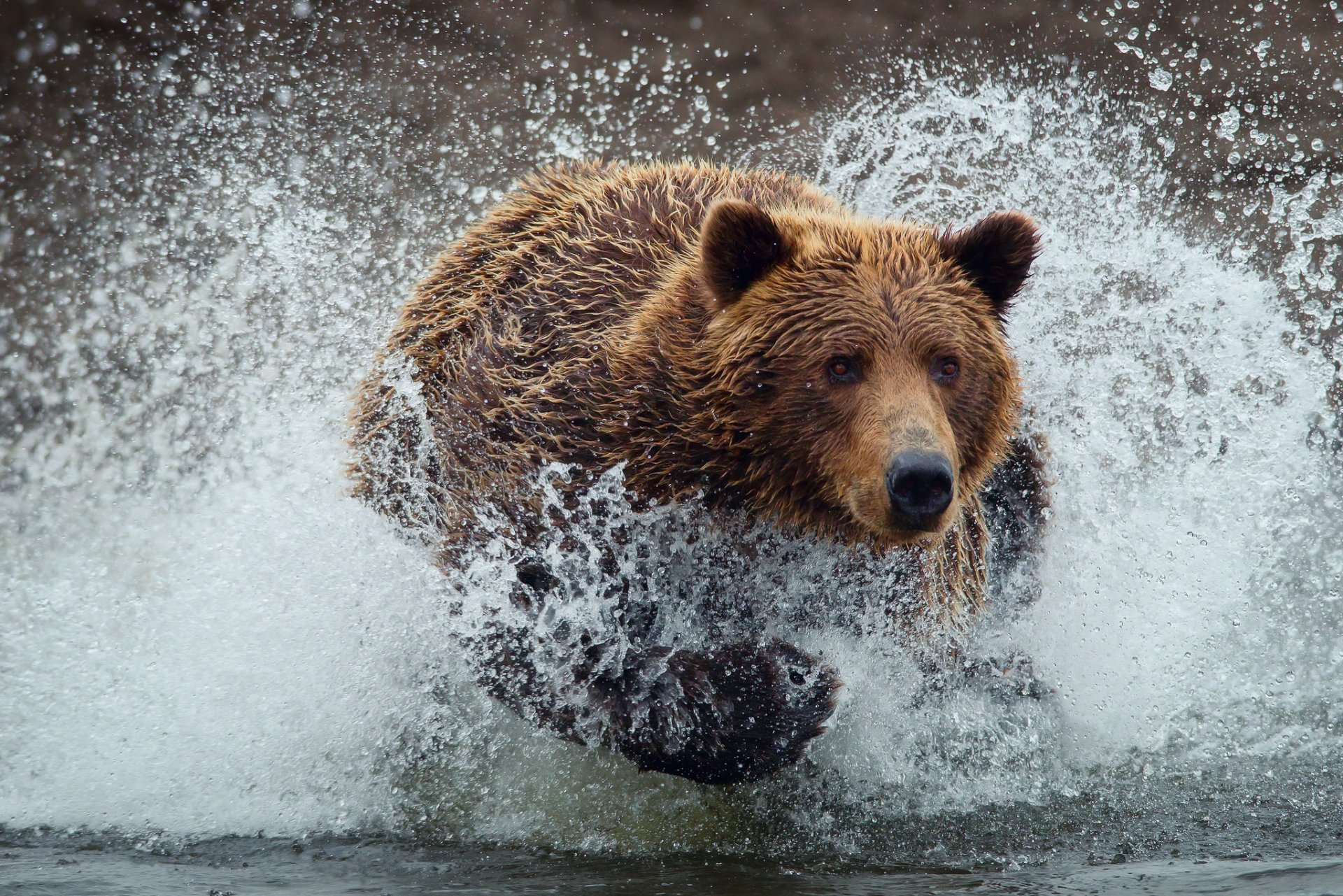 orso orso bagnato gocce spruzzi acqua