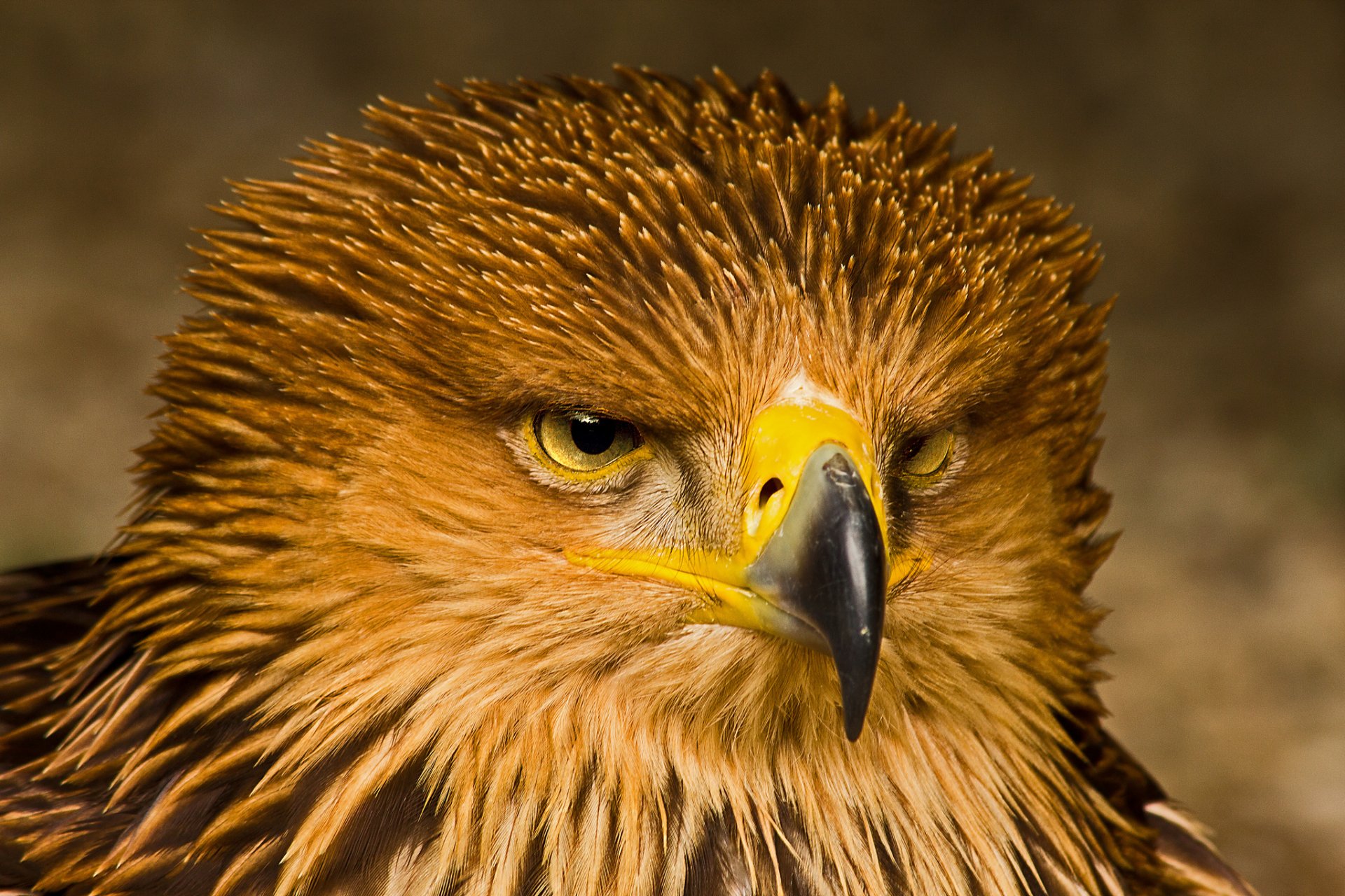 aigle oiseau prédateur vue portrait