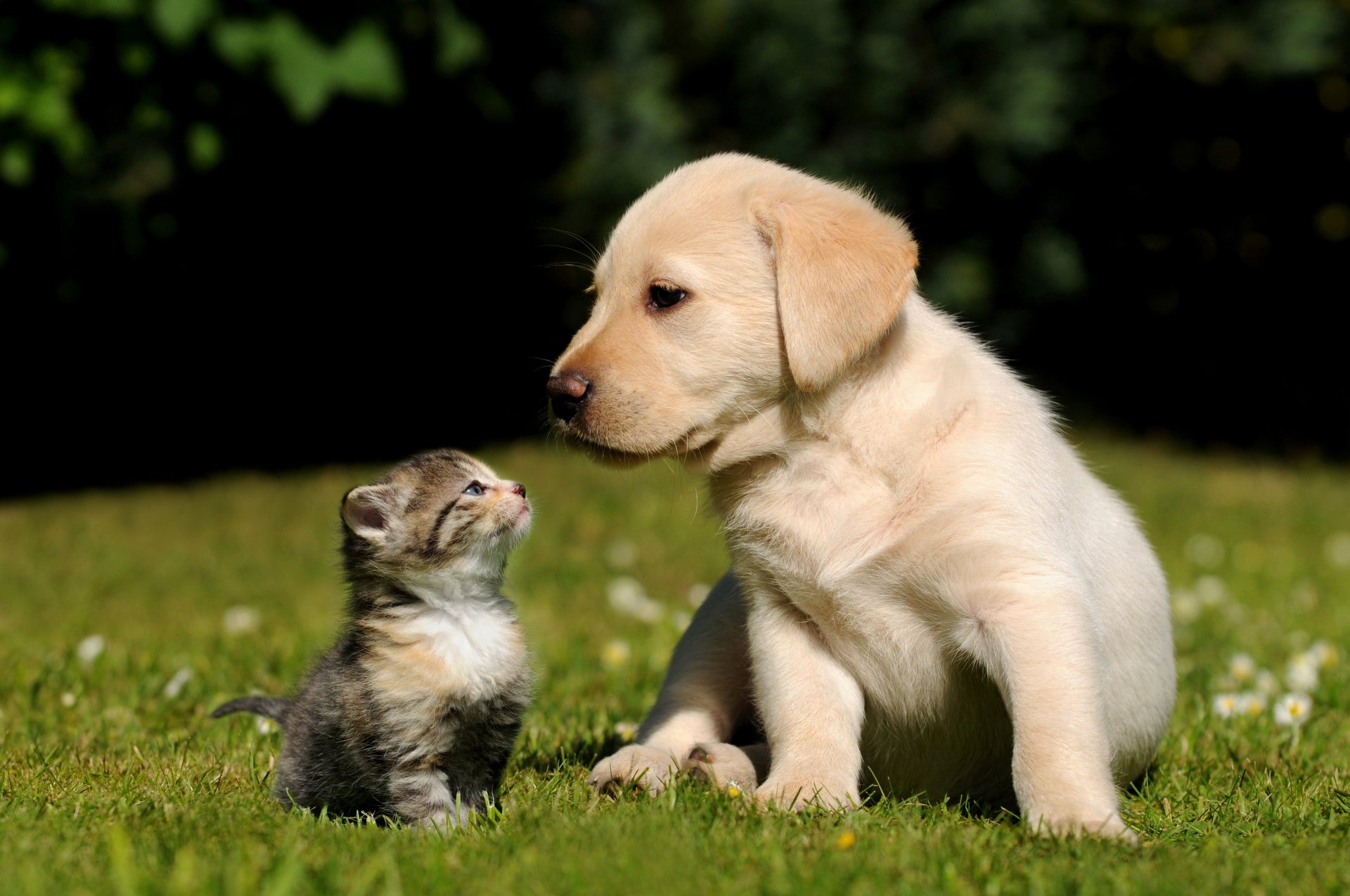 gatto cane gattino cucciolo erba sfondo