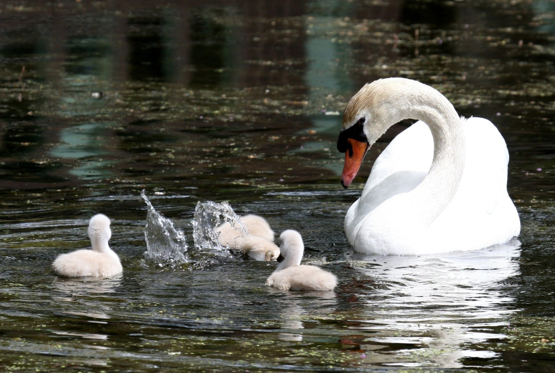 pond white swan ducks family drops spray diving immersion care control