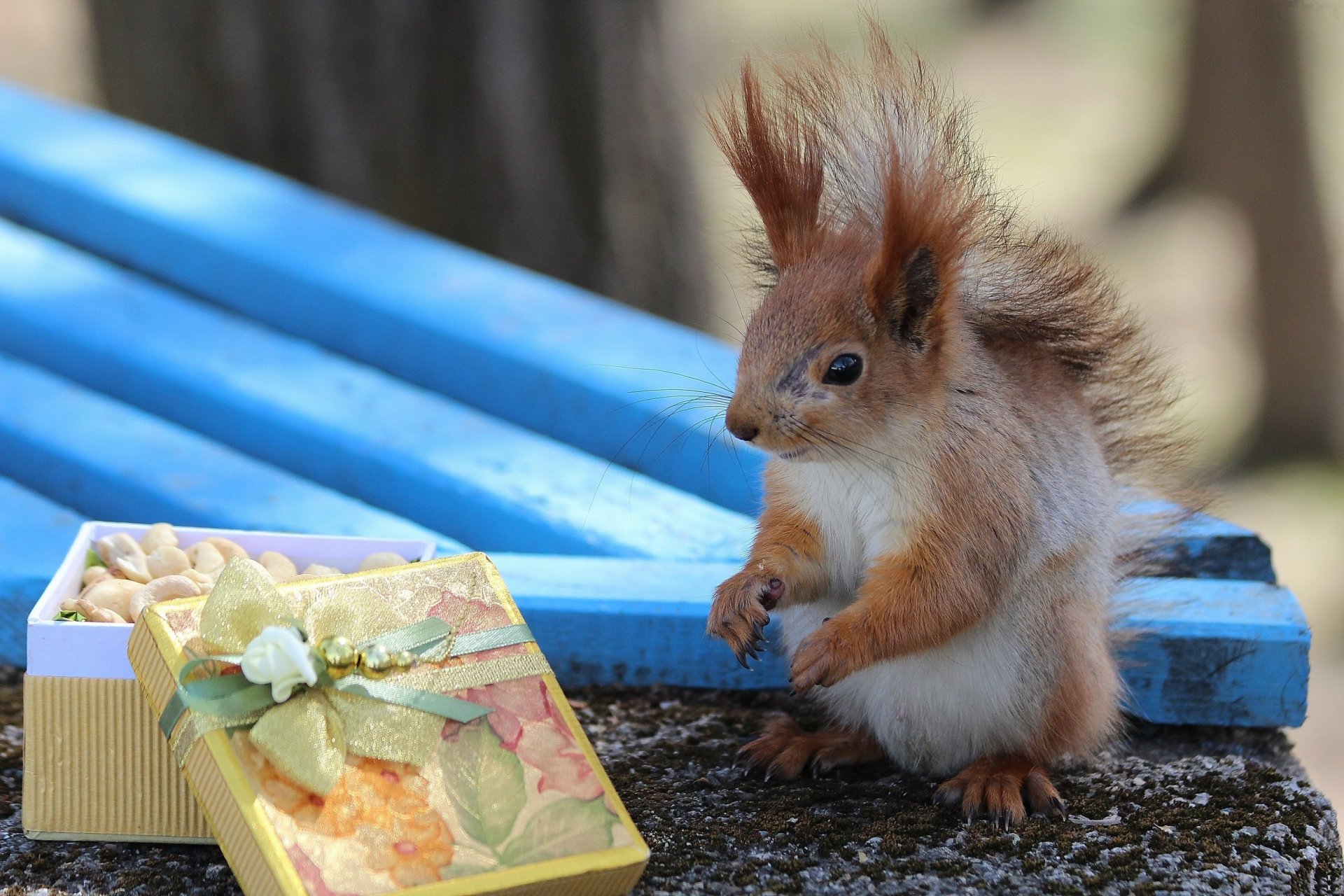 ardilla regalo caja arco nueces banco