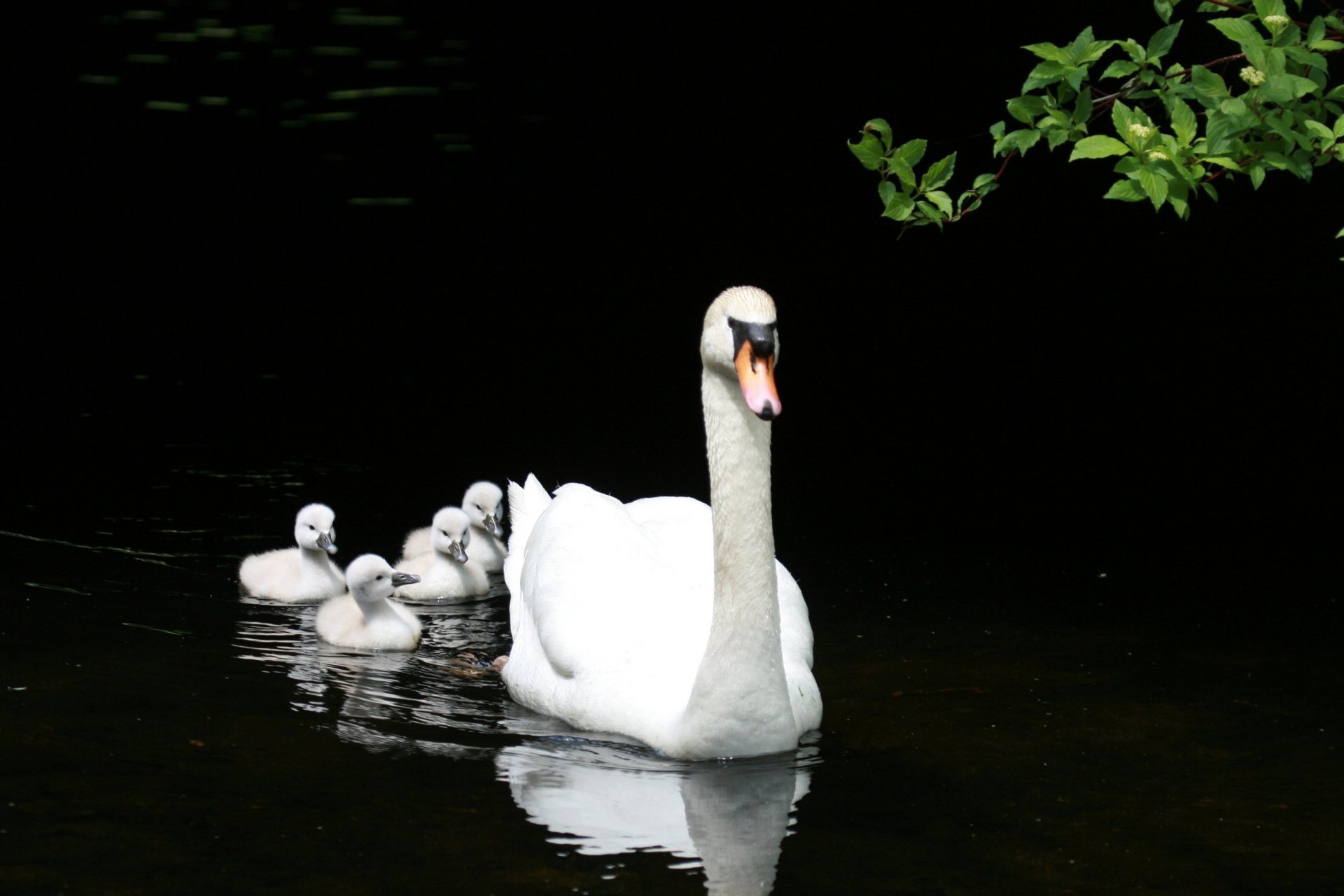 lago stagno famiglia bianco cigno anatroccoli prole