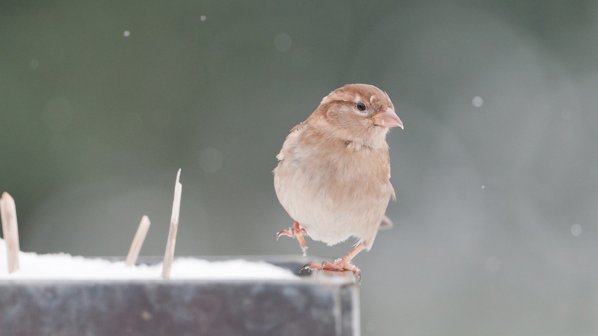 animali uccello passero pica posgiald becco piume ali sfondo carta da parati