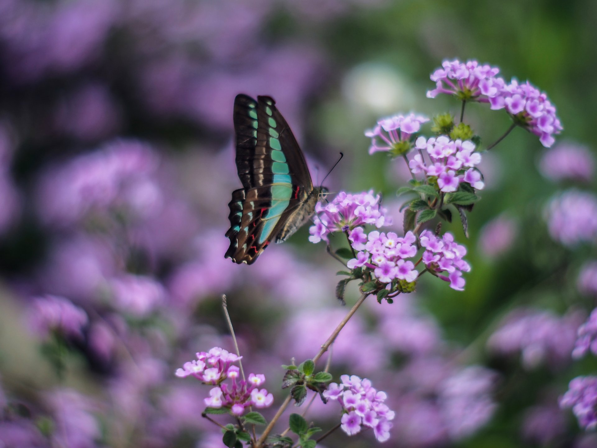 insecte papillon vert ailes lilas fleurs macro flou