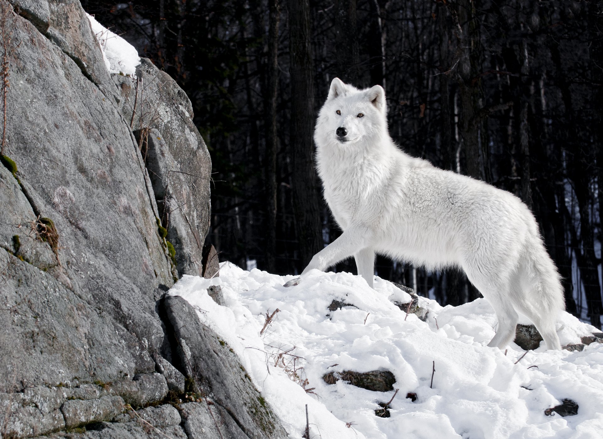 lupo bianco predatore lupo inverno neve foresta pietre natura