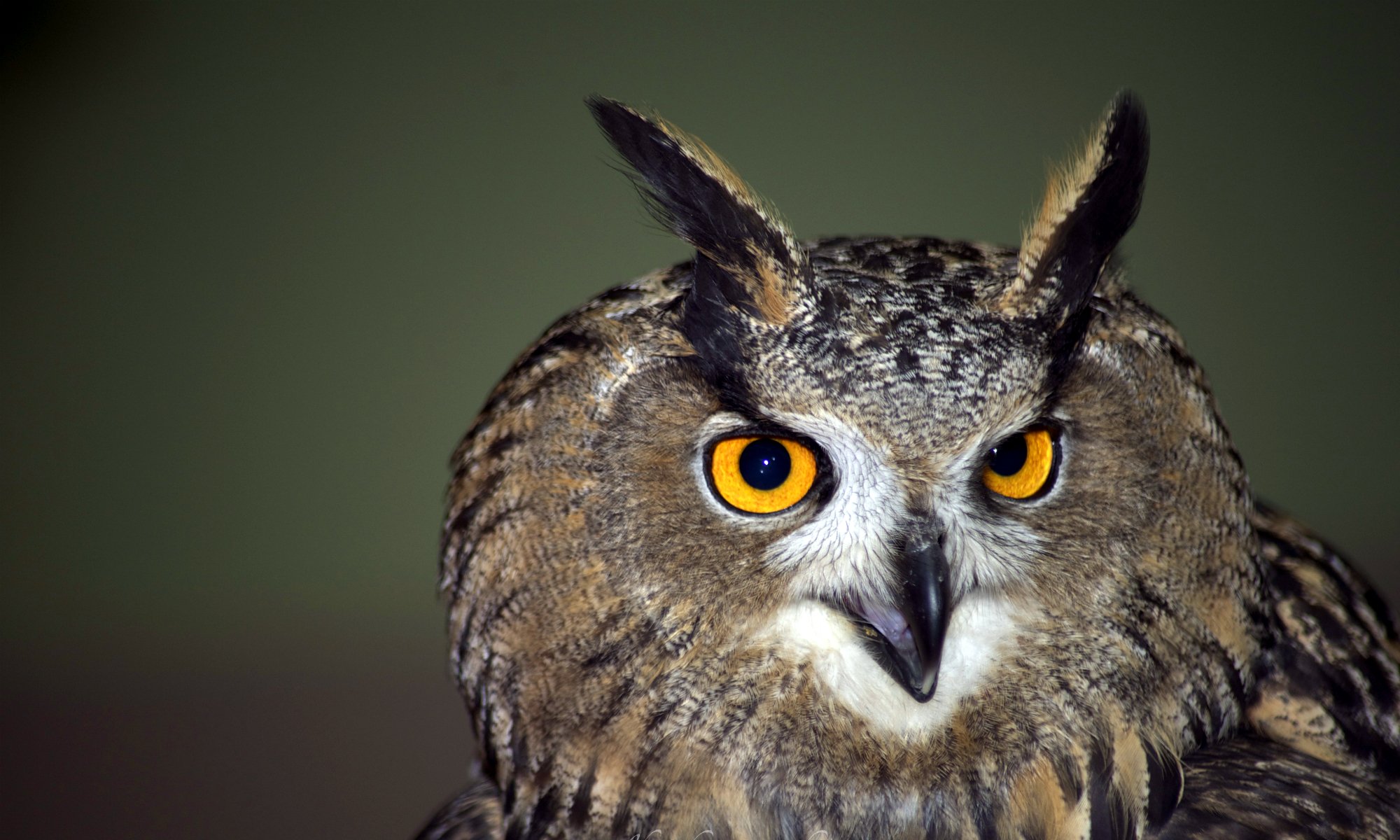 owl poultry portrait view