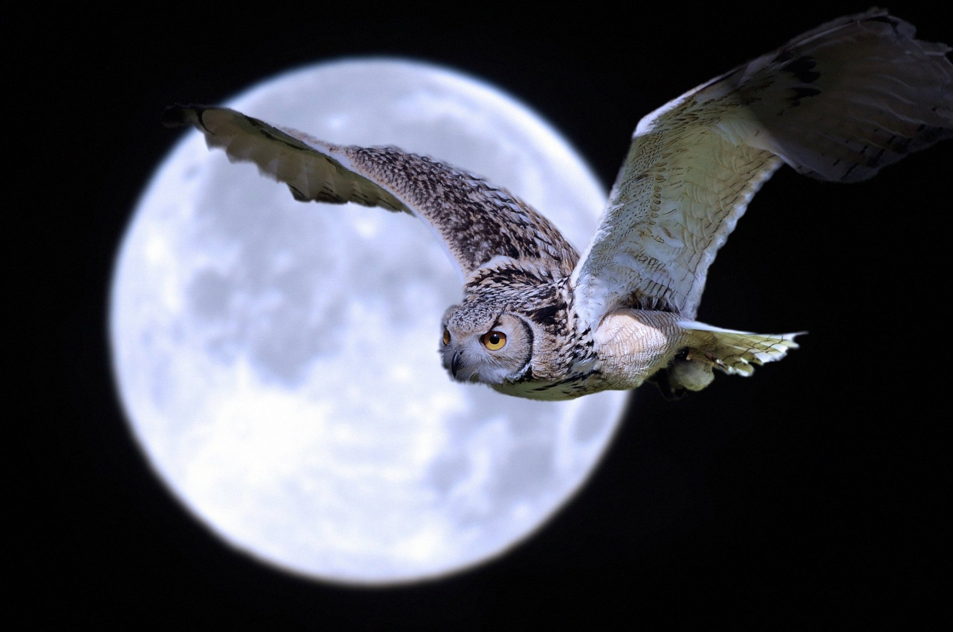 noche luna pájaro búho