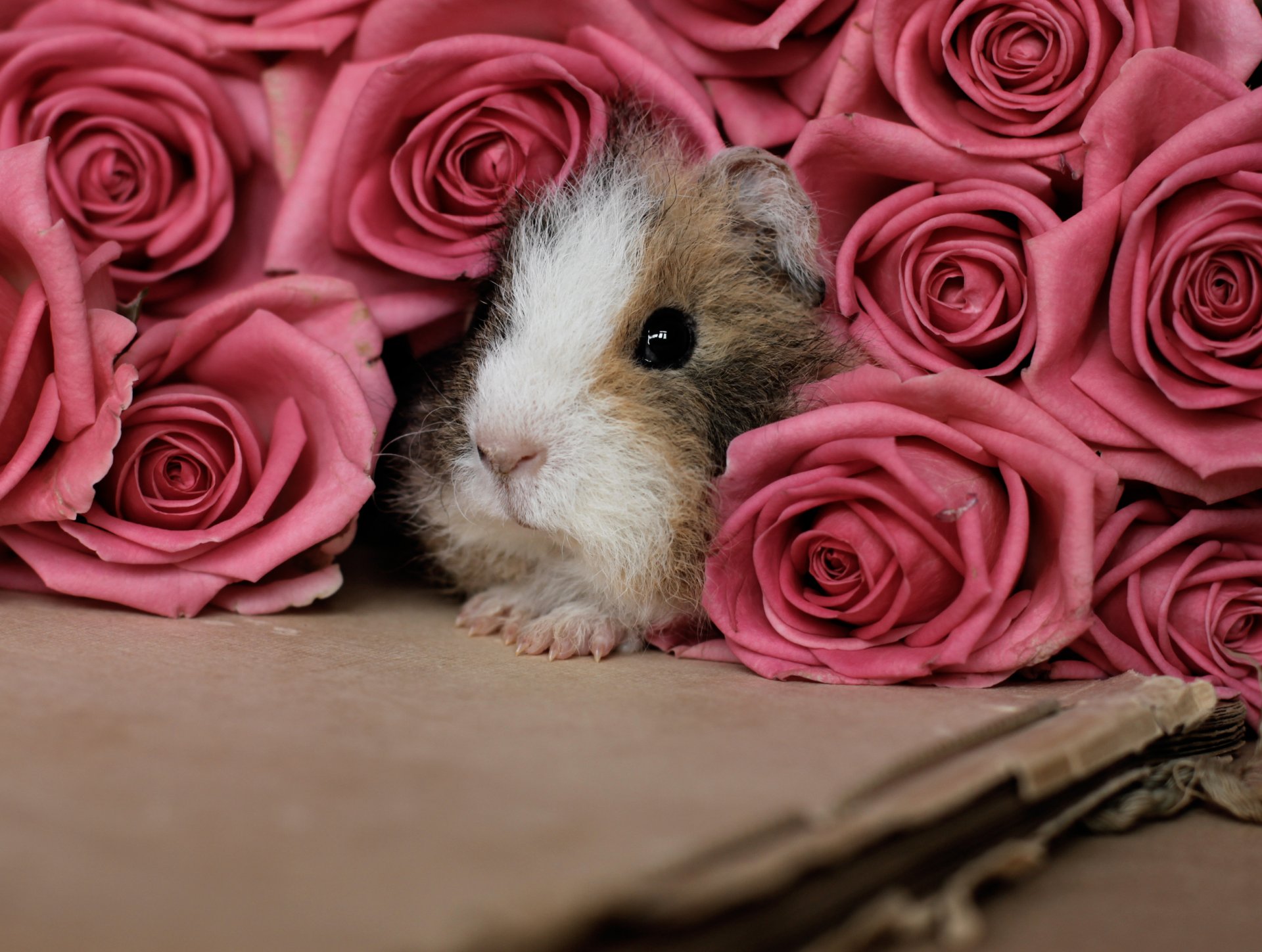 meerschweinchen nagetier rosen rosa blumen