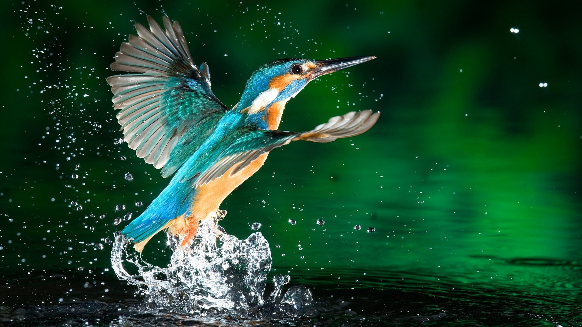 eisvogel vogel natur spritzer moment foto farben korallen grün tropfen wasser