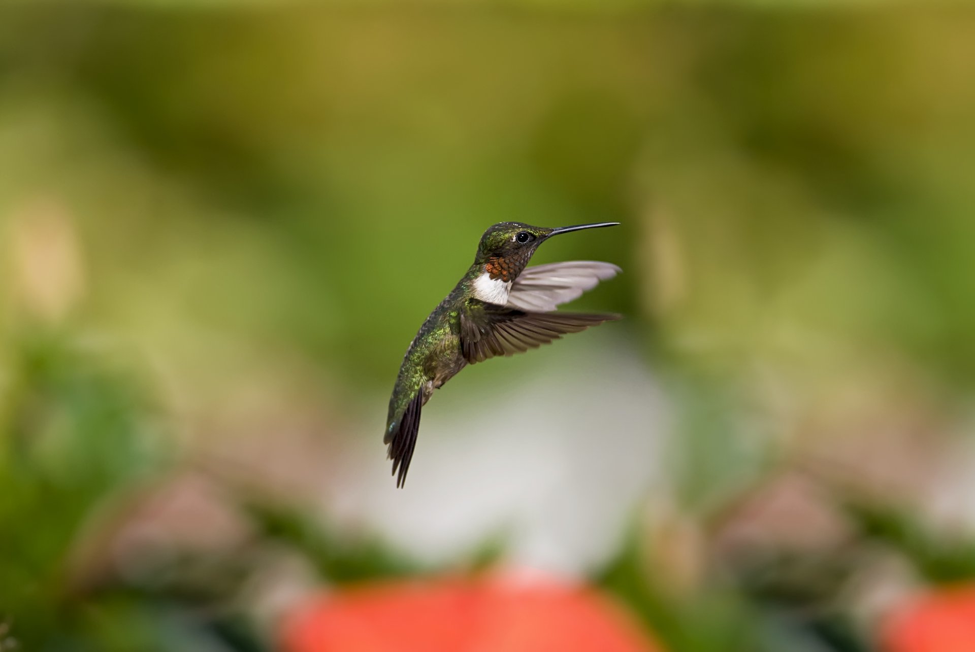 hummingbird poultry blur