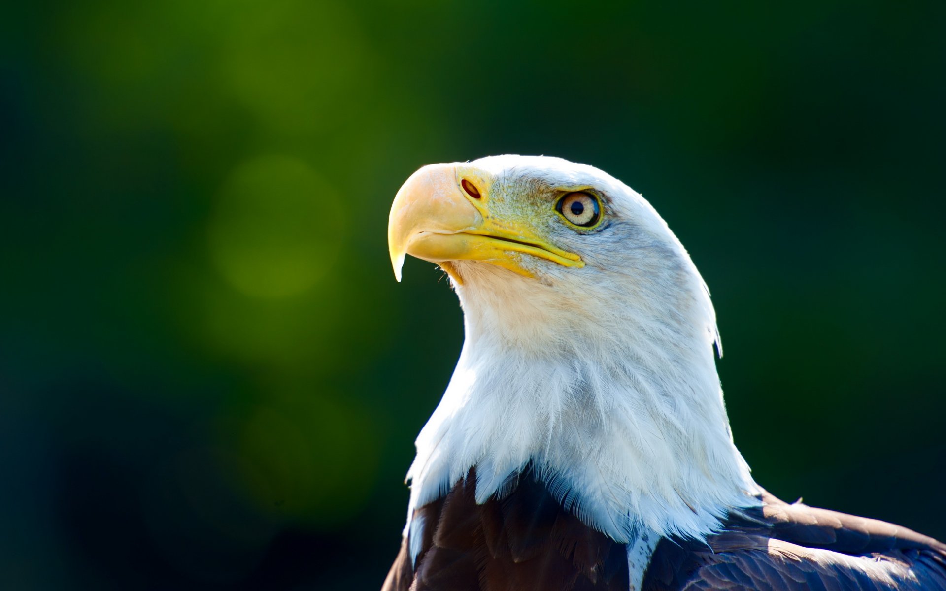 vogel hintergrund