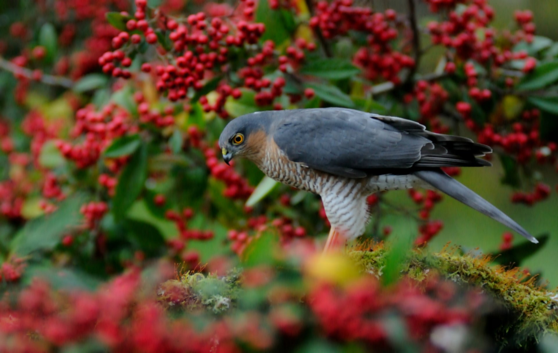 parrowhawk hawk poultry tree red berries blur