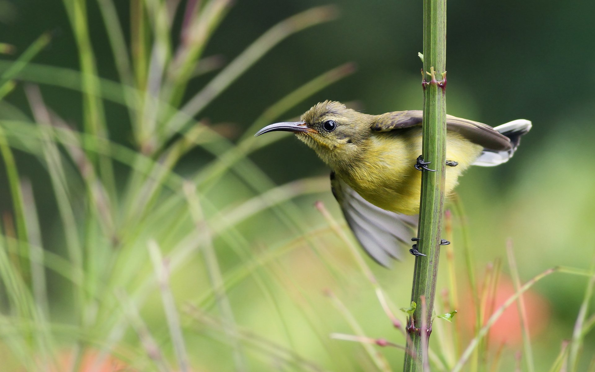 bird bird nectary sunbird branch gra