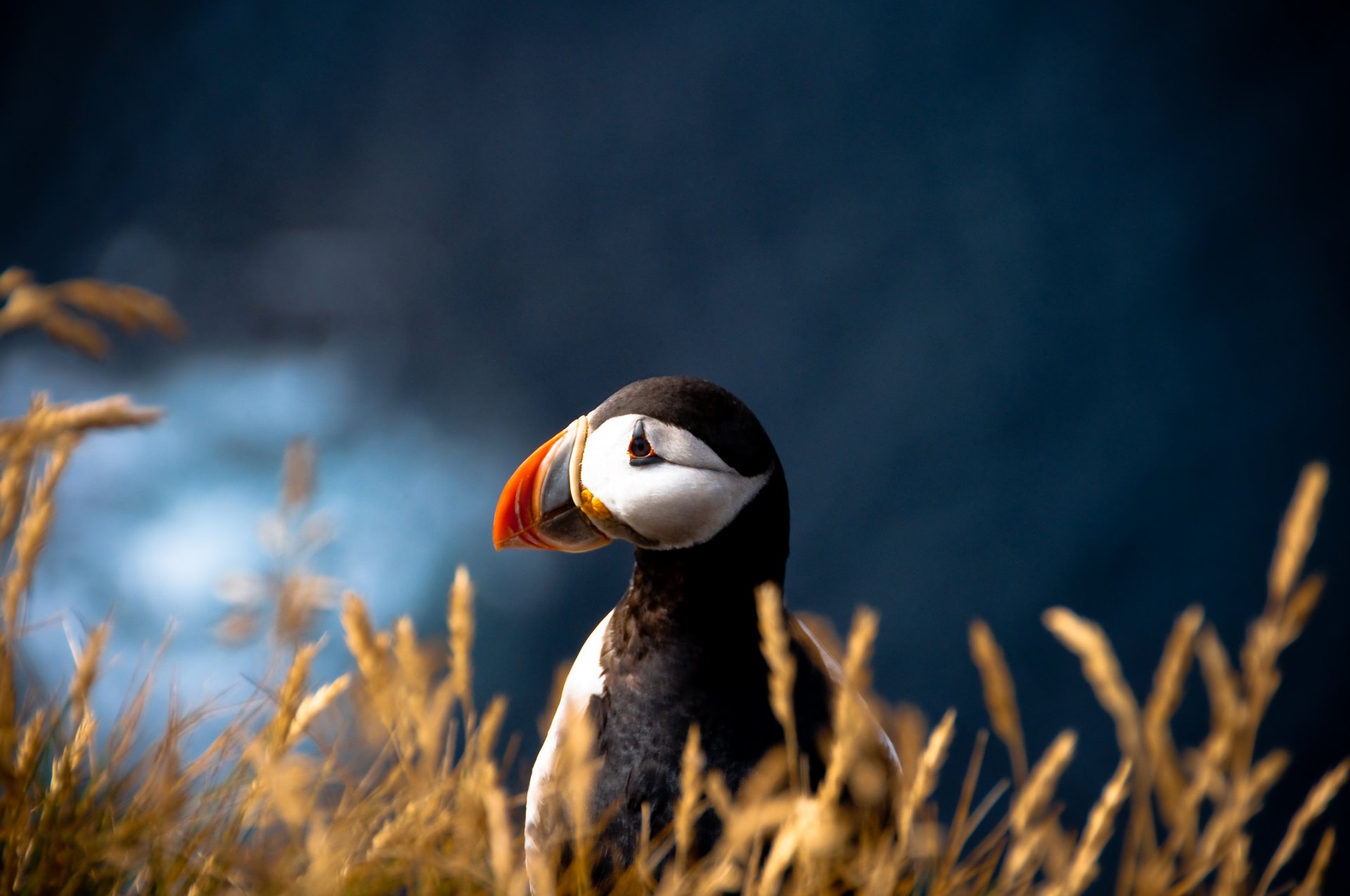 pájaro frailecillo atlántico fratercula arctica frailecillo borrosidad