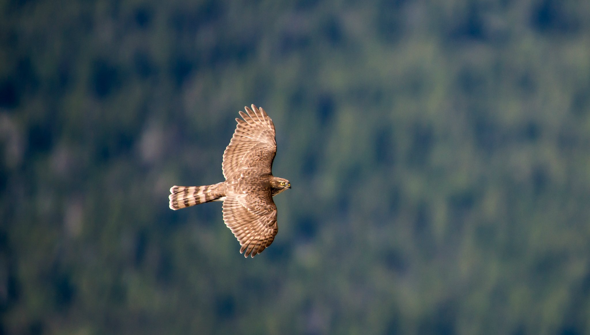 uccello falco ali sbattimento volo