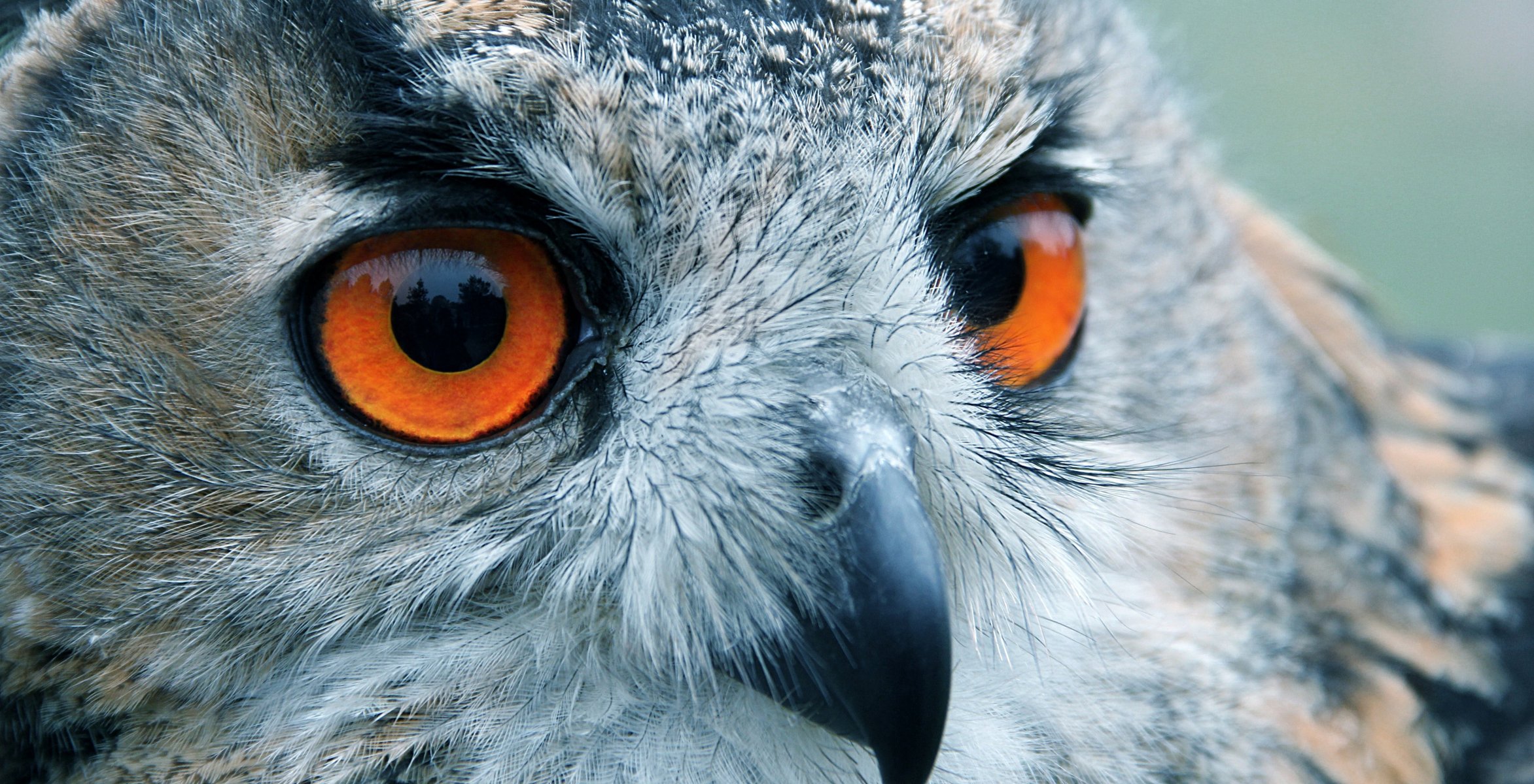 poultry owl eyes view reflection head