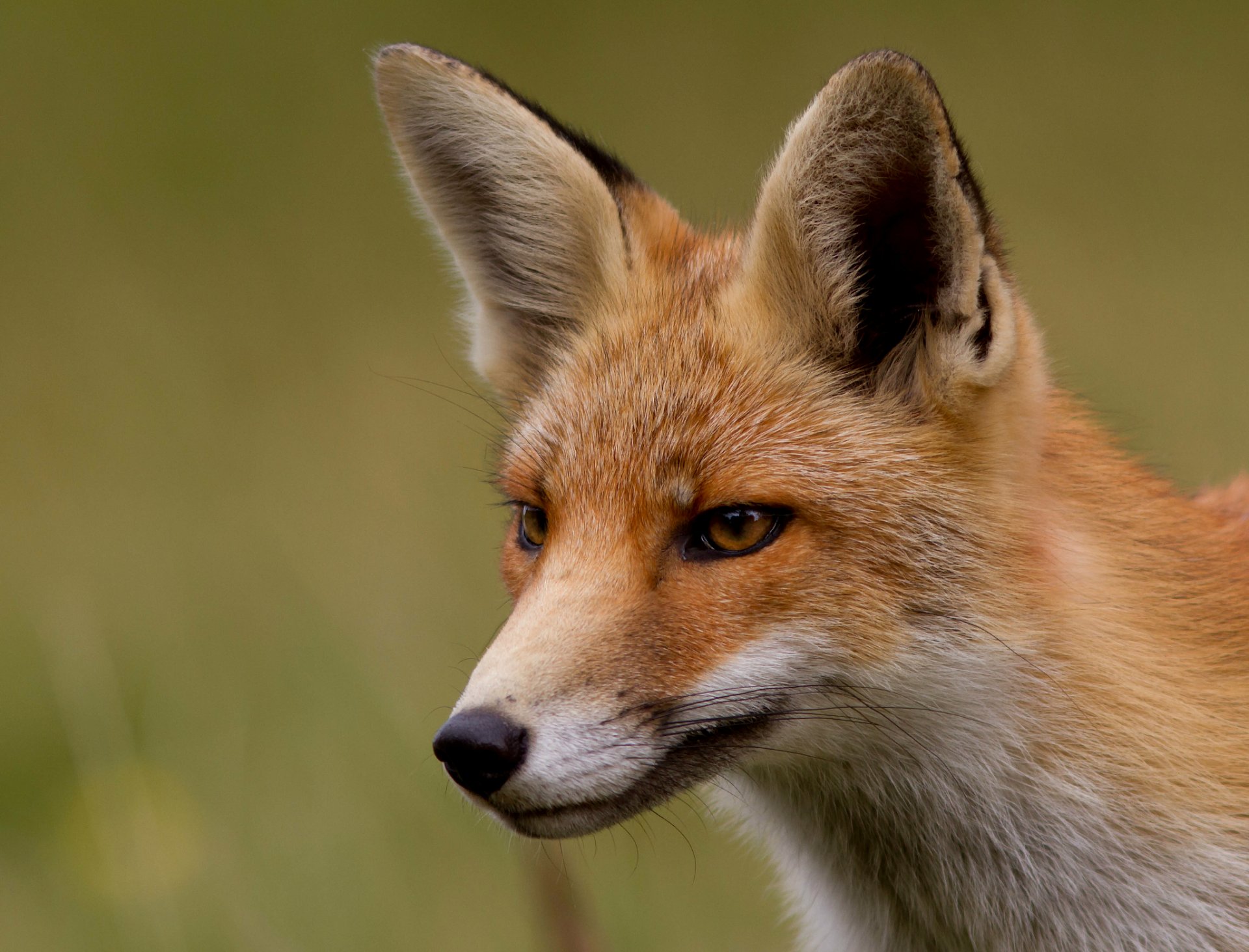 fox fox red muzzle look